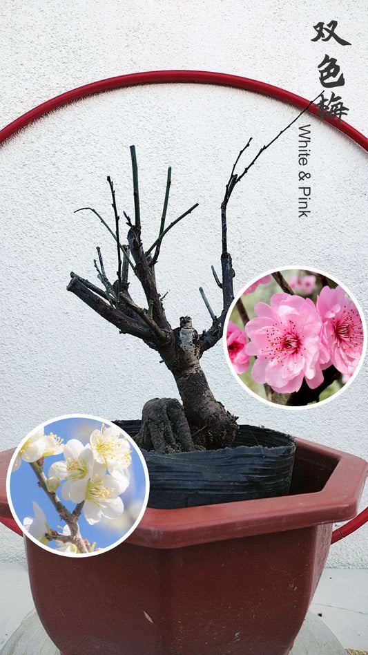 Rare Pink white Japanese Apricot Bonsai (Prunus mume) 6+ year old Double Color Grafted