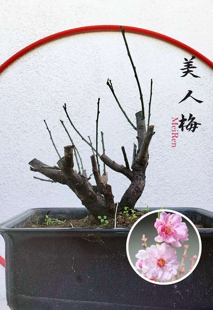 Rare MeiRen Japanese Apricot Bonsai (Prunus mume) – 8+ Year Old with Buds