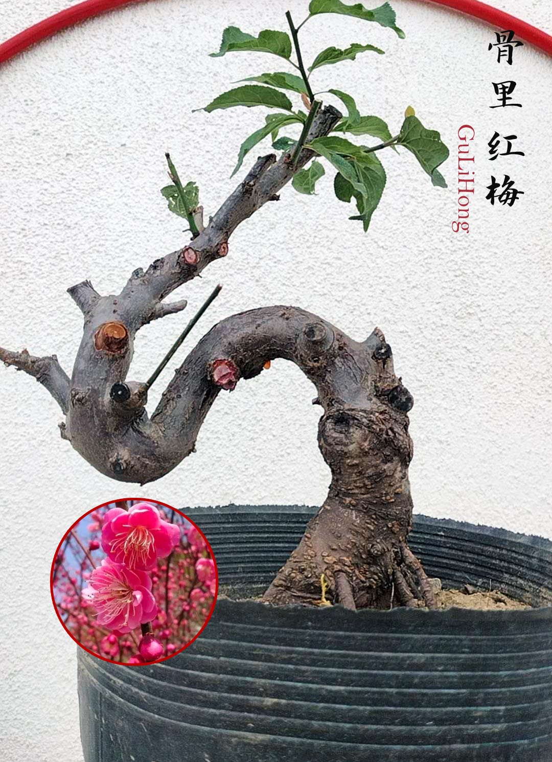 Rare Red GuLiHong Japanese Apricot Bonsai (Prunus mume) with pot– 15+ –  CYMUS Nurery
