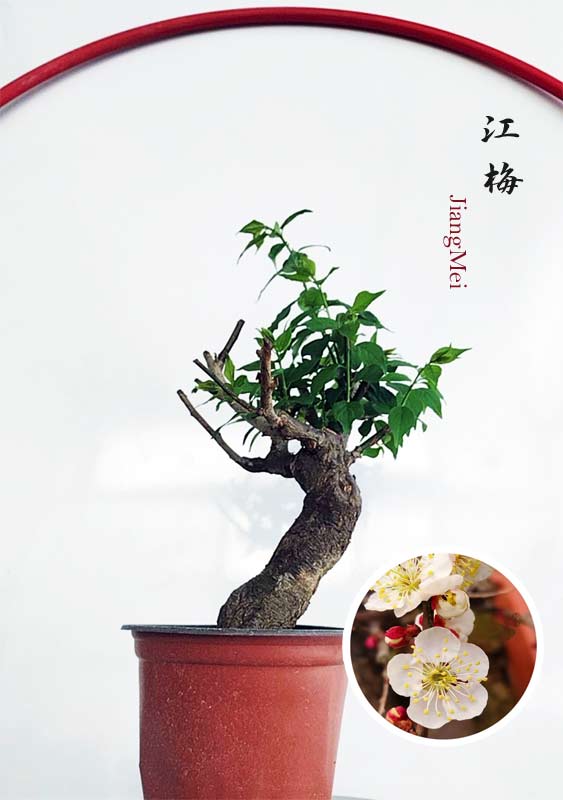 Bonsai tree in a pot with a close-up of flowers on a white background