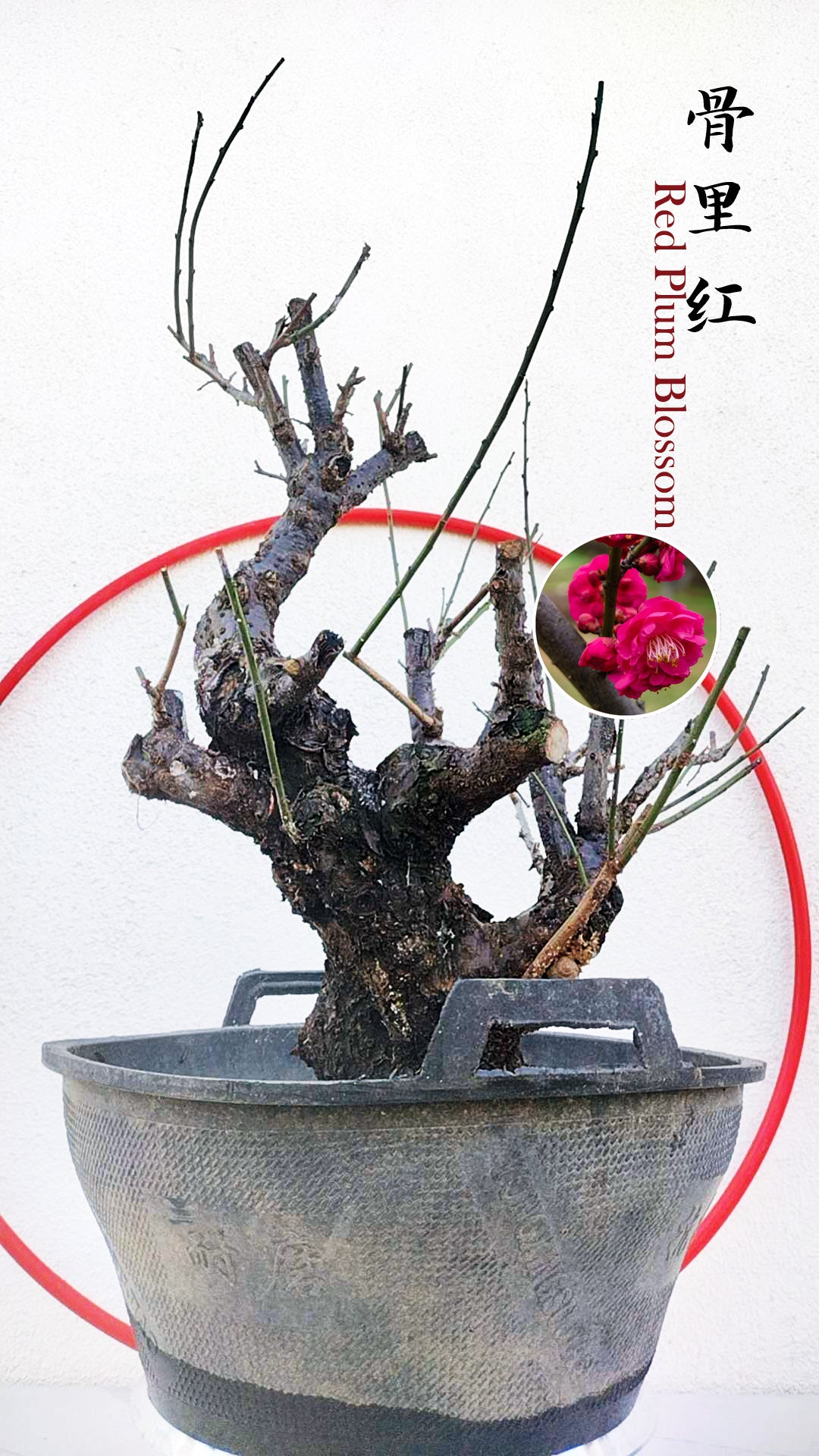 Rare Red Core Japanese Apricot Bonsai (Prunus mume) – 25+ Year Old in Bud