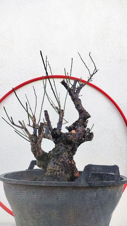 Rare Red Core Japanese Apricot Bonsai (Prunus mume) – 25+ Year Old in Bud