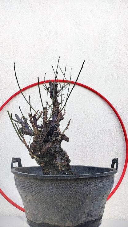 Rare Red Core Japanese Apricot Bonsai (Prunus mume) – 25+ Year Old in Bud