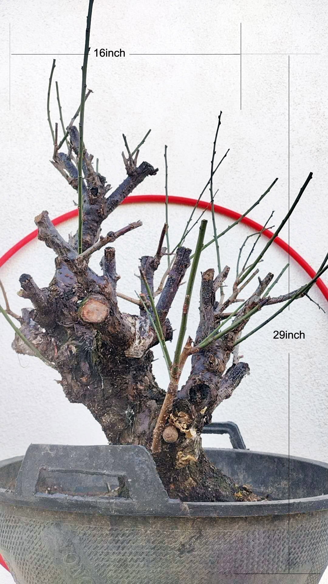 Rare Red Core Japanese Apricot Bonsai (Prunus mume) – 25+ Year Old in Bud