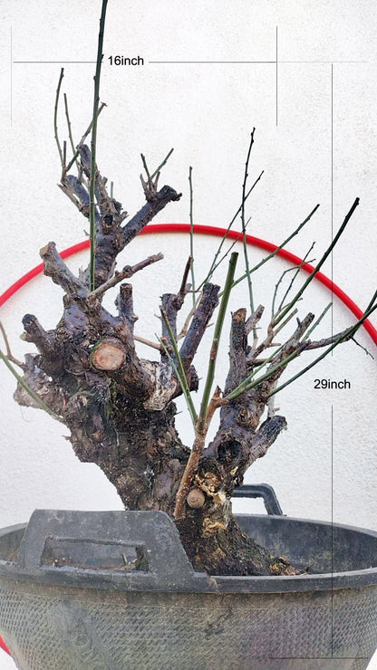 Rare Red Core Japanese Apricot Bonsai (Prunus mume) – 25+ Year Old in Bud