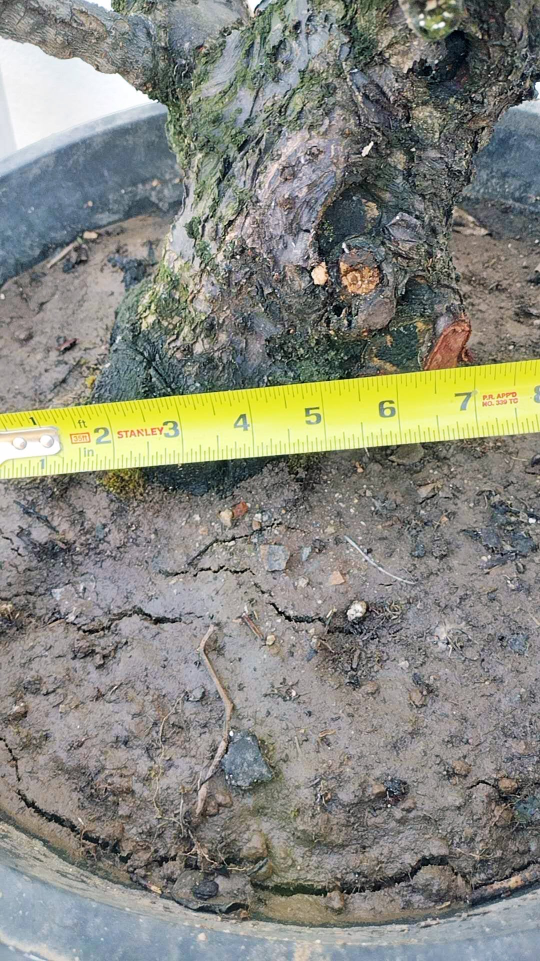 Rare Red Core Japanese Apricot Bonsai (Prunus mume) – 25+ Year Old in Bud