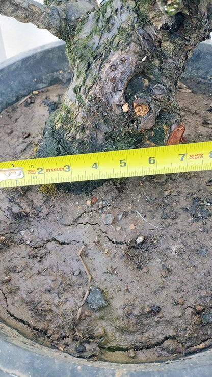 Rare Red Core Japanese Apricot Bonsai (Prunus mume) – 25+ Year Old in Bud