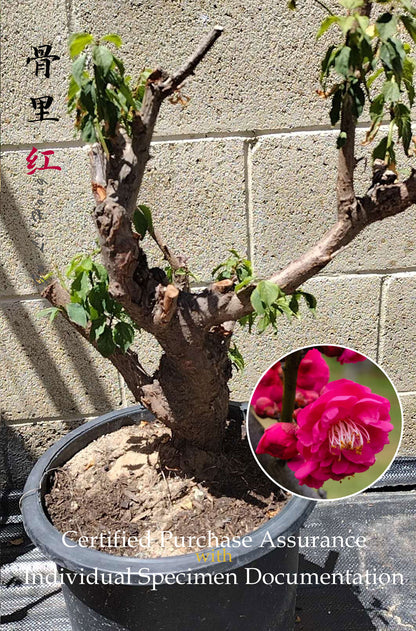 Plum Blossom bonsai without buds  bare root live plant Red Plum Blossom 骨里红 A 16inch