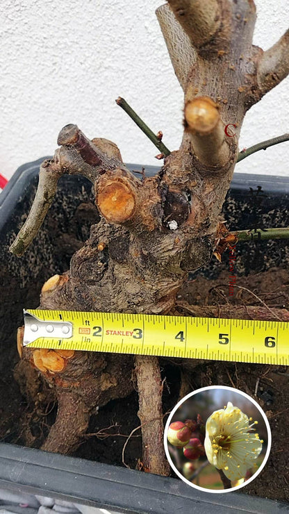 Rare Huang Xiangmei Japanese Apricot Bonsai (Prunus mume) 黄香梅 20+ year old