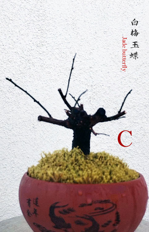 Rare Jade Butterfly Japanese Apricot Bonsai (Prunus mume) with pot – 8+ Year Old CYMUS Orchids Sale