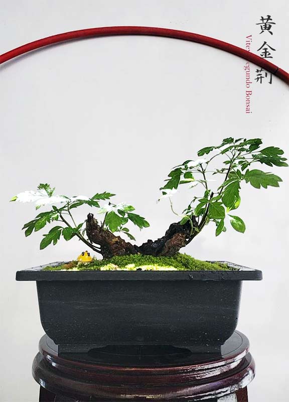 Chinese Chaste Tree Bonsai (Vitex negundo) – Five-Leaved Chaste Tree with pot