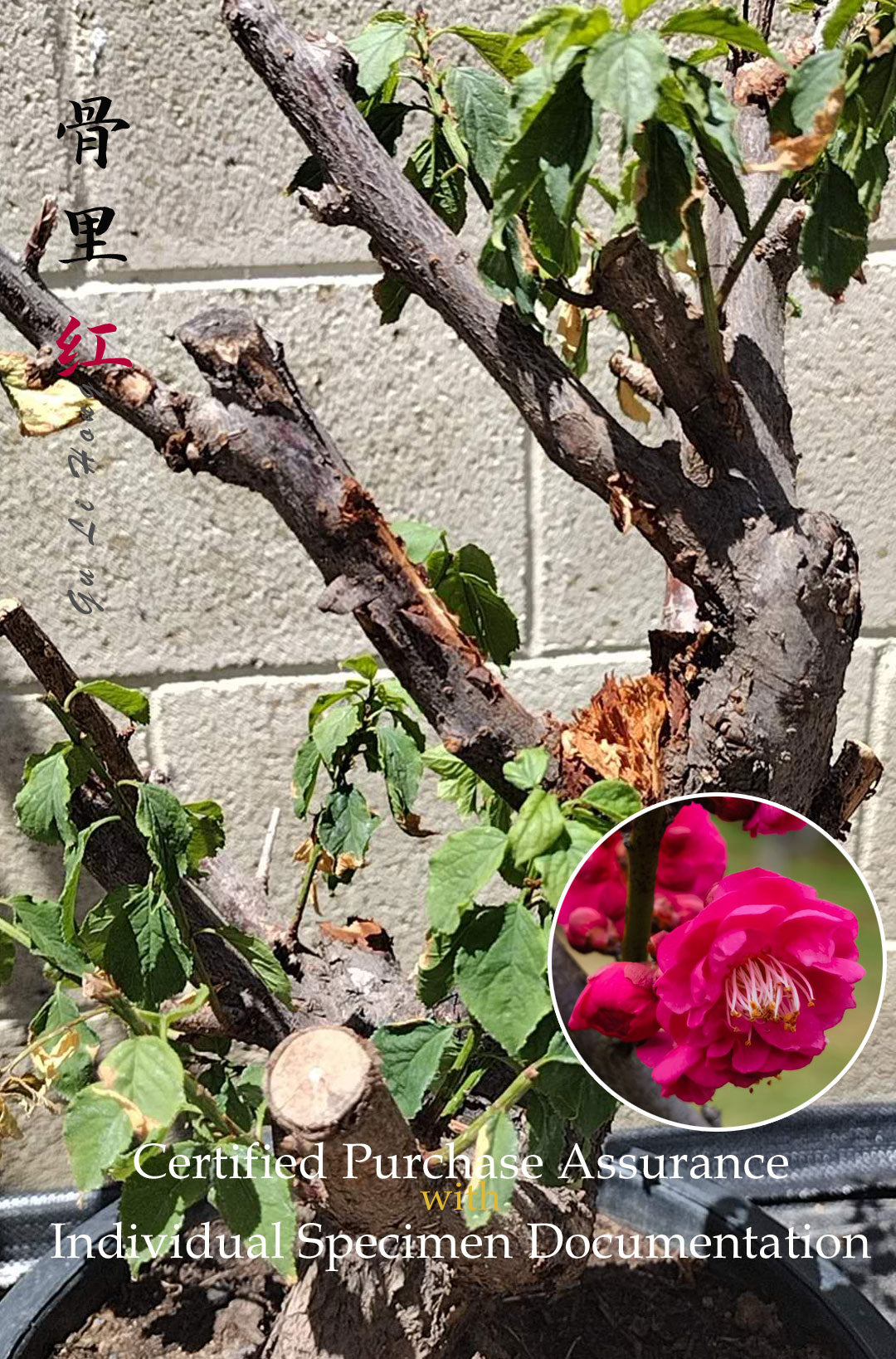 Plum Blossom bonsai without buds  bare root live plant Red Plum Blossom 骨里红 A 16inch