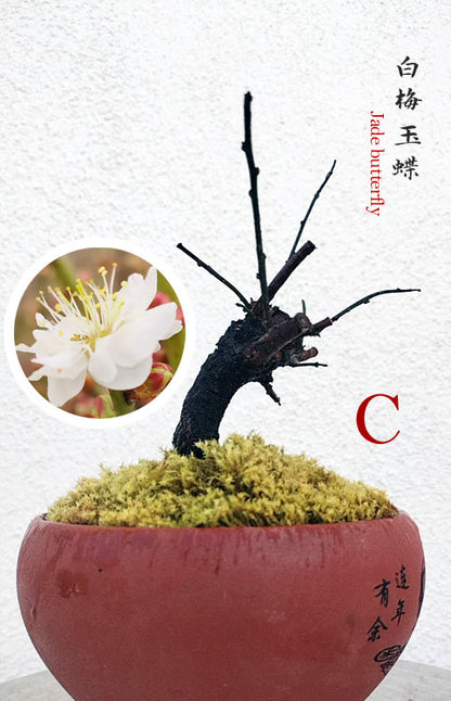 Rare Jade Butterfly Japanese Apricot Bonsai (Prunus mume) with pot – 8+ Year Old CYMUS Orchids Sale
