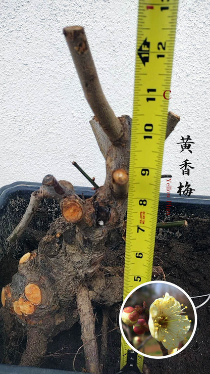 Rare Huang Xiangmei Japanese Apricot Bonsai (Prunus mume) 黄香梅 20+ year old