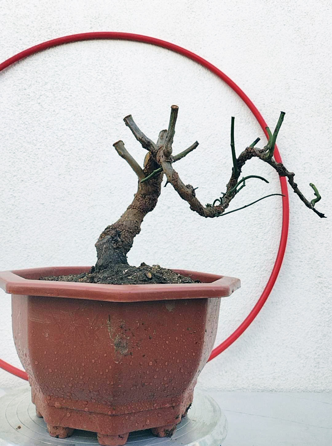 Rare 'Dragon's Dance' Japanese Apricot (Prunus mume)–8+ Year Old without Buds