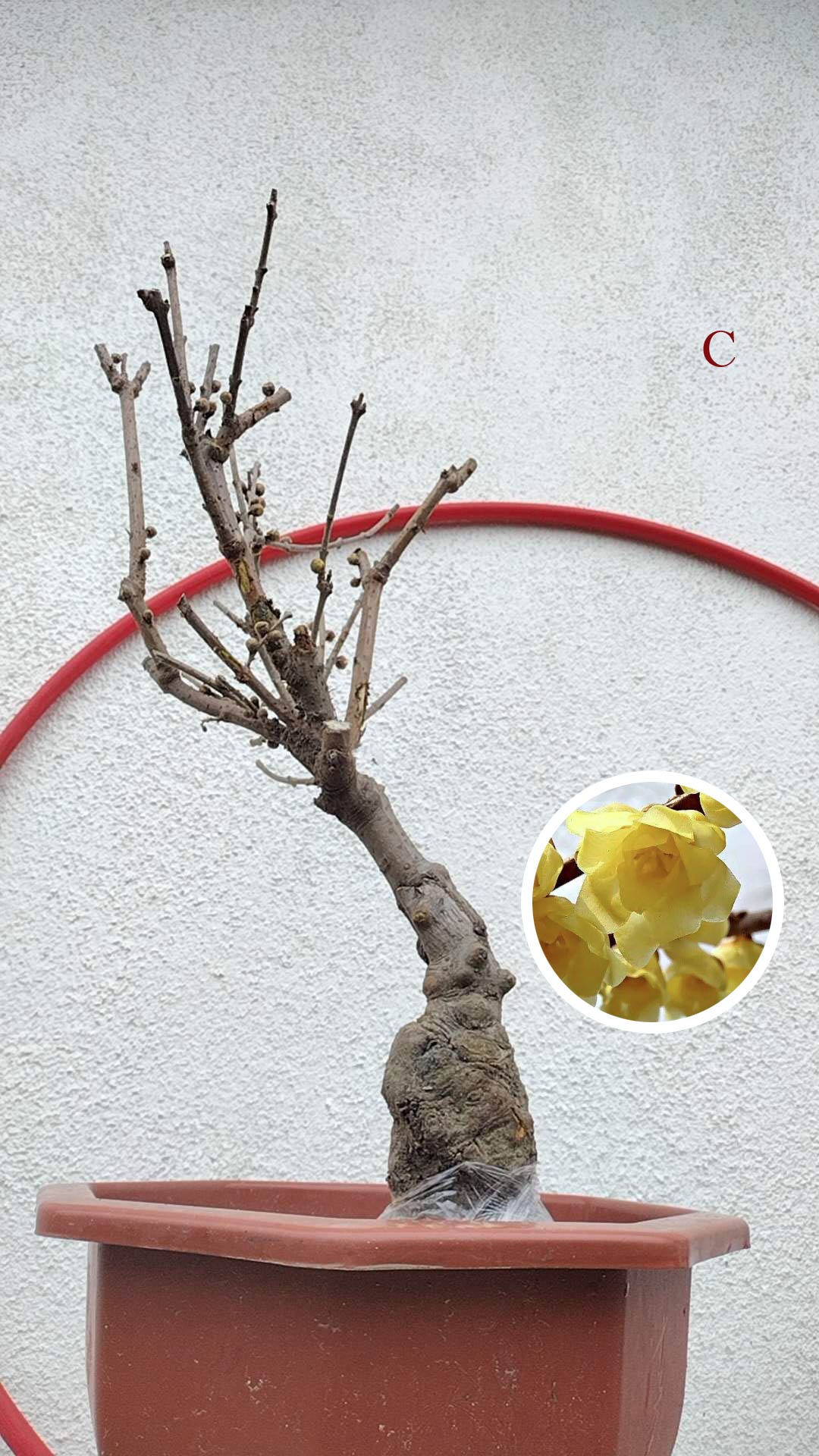 Rare Fragrant Wintersweet Shrub (Chimonanthus praecox) – 8+ Year Old with Winter Buds