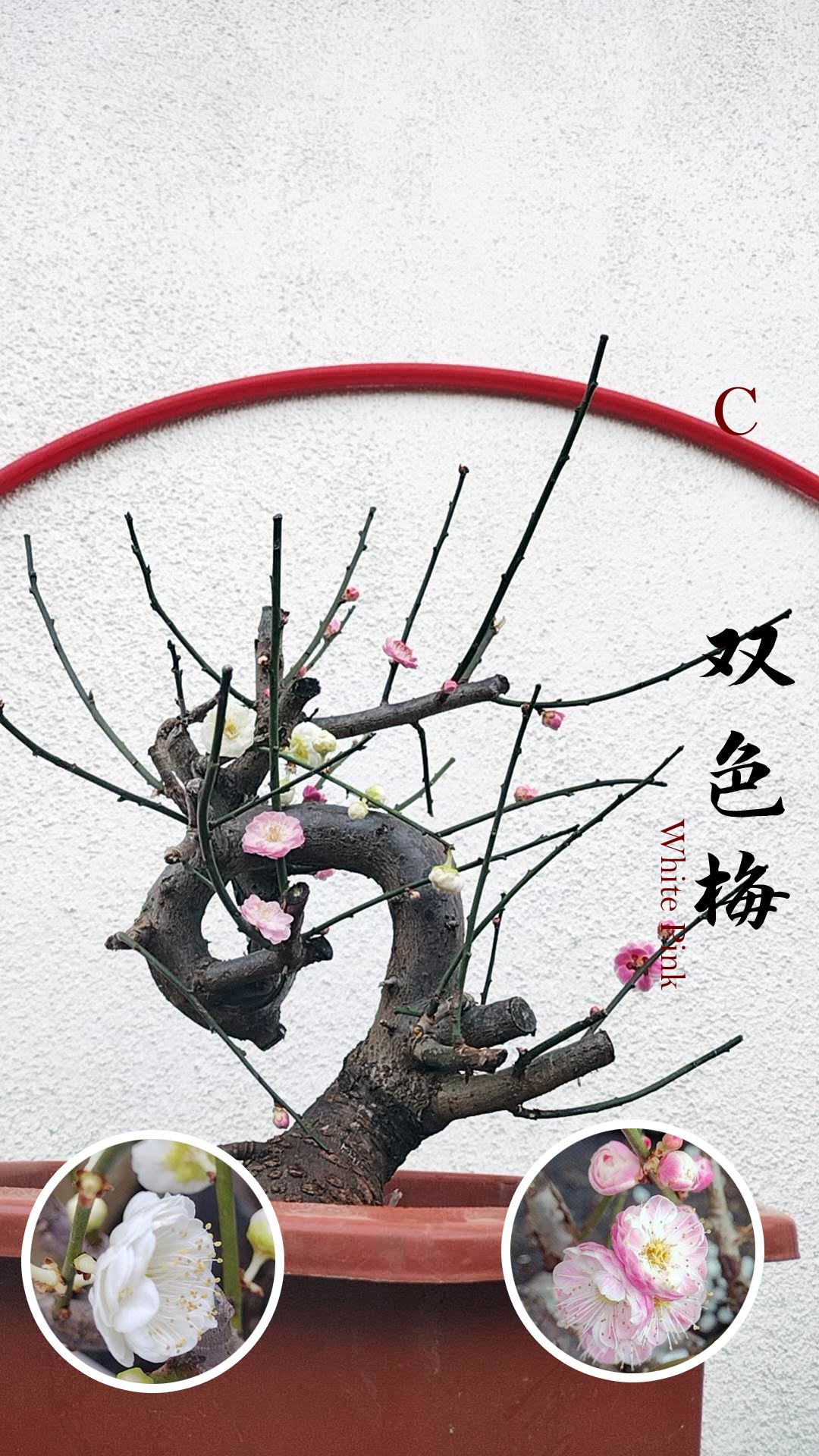 Rare Red and Pink Japanese Apricot Bonsai (Prunus mume) 15+ year old Double Color Grafted