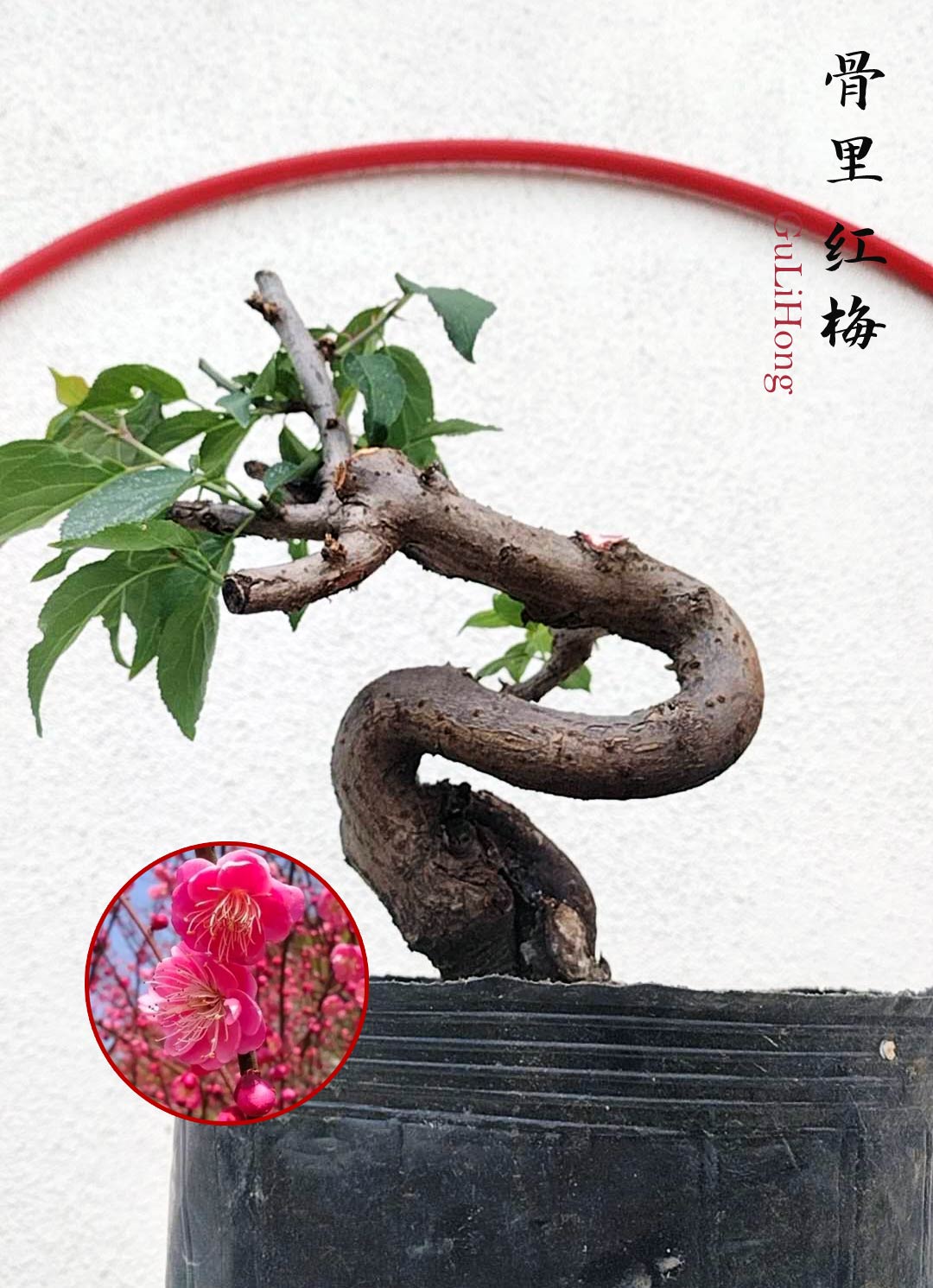 Rare Red GuLiHong Japanese Apricot Bonsai (Prunus mume) with pot– 15+ Year Old