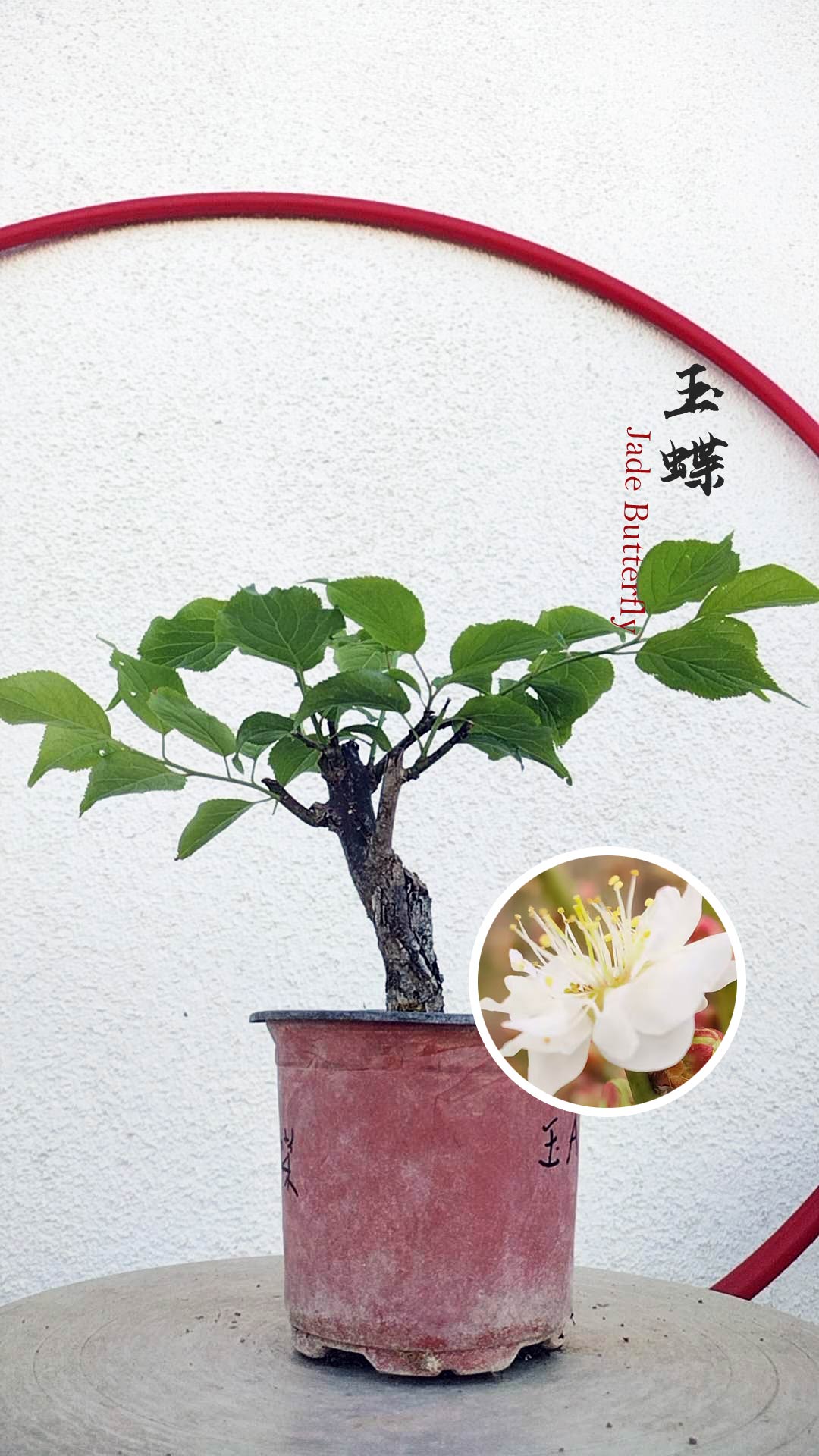 Prunus mume Japanese Apricot Bonsai Dwarf Red plum White plum– 12+ Year Old without Buds