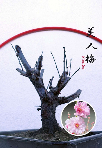 Rare MeiRen Japanese Apricot Bonsai (Prunus mume) – 8+ Year Old with Buds