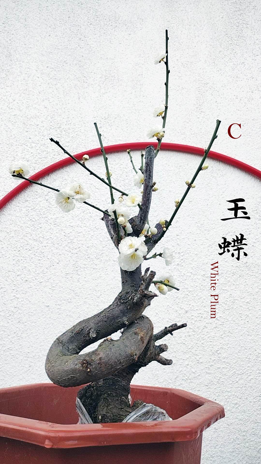 Rare Jade Butterfly Japanese Apricot Bonsai (Prunus mume) – 15+ Year Old in Bud