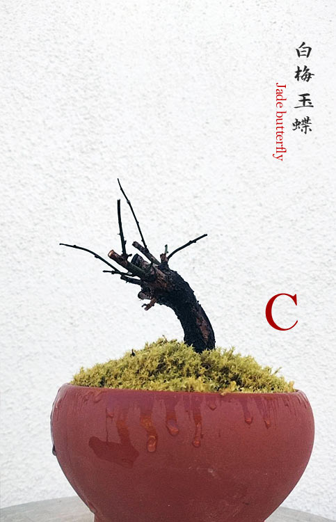 Rare Jade Butterfly Japanese Apricot Bonsai (Prunus mume) with pot – 8+ Year Old CYMUS Orchids Sale