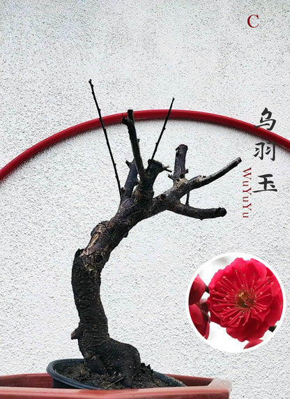 Rare WuYuYu Japanese Apricot Bonsai (Prunus mume) – 乌羽玉 8+ Year Old in Buds