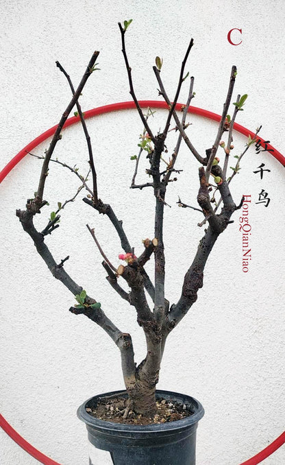 Red Chaenomeles Bonsai – Japanese Flowering Quince ‘Red Chidori’ Cold Hardy with pot