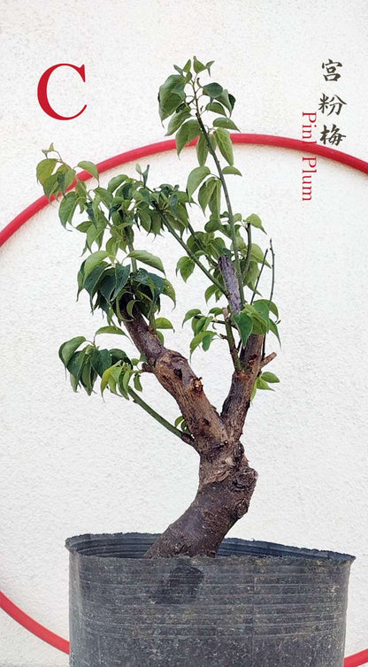 Rare Pink Japanese Apricot Bonsai (Prunus mume) 15+ year old