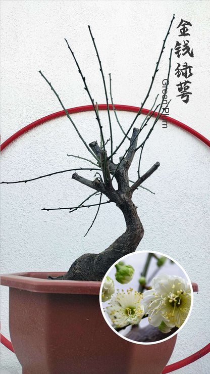Rare Green Japanese Apricot Bonsai (Prunus mume) – 5+ Year Old with Buds