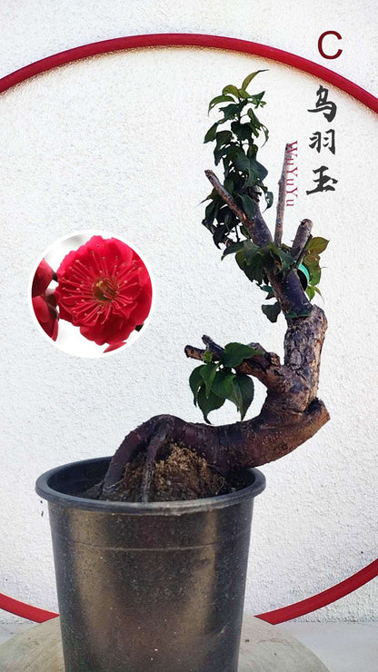 Rare WuYuYu Japanese Apricot Bonsai (Prunus mume) – 乌羽玉 8+ Year Old in Buds with pot