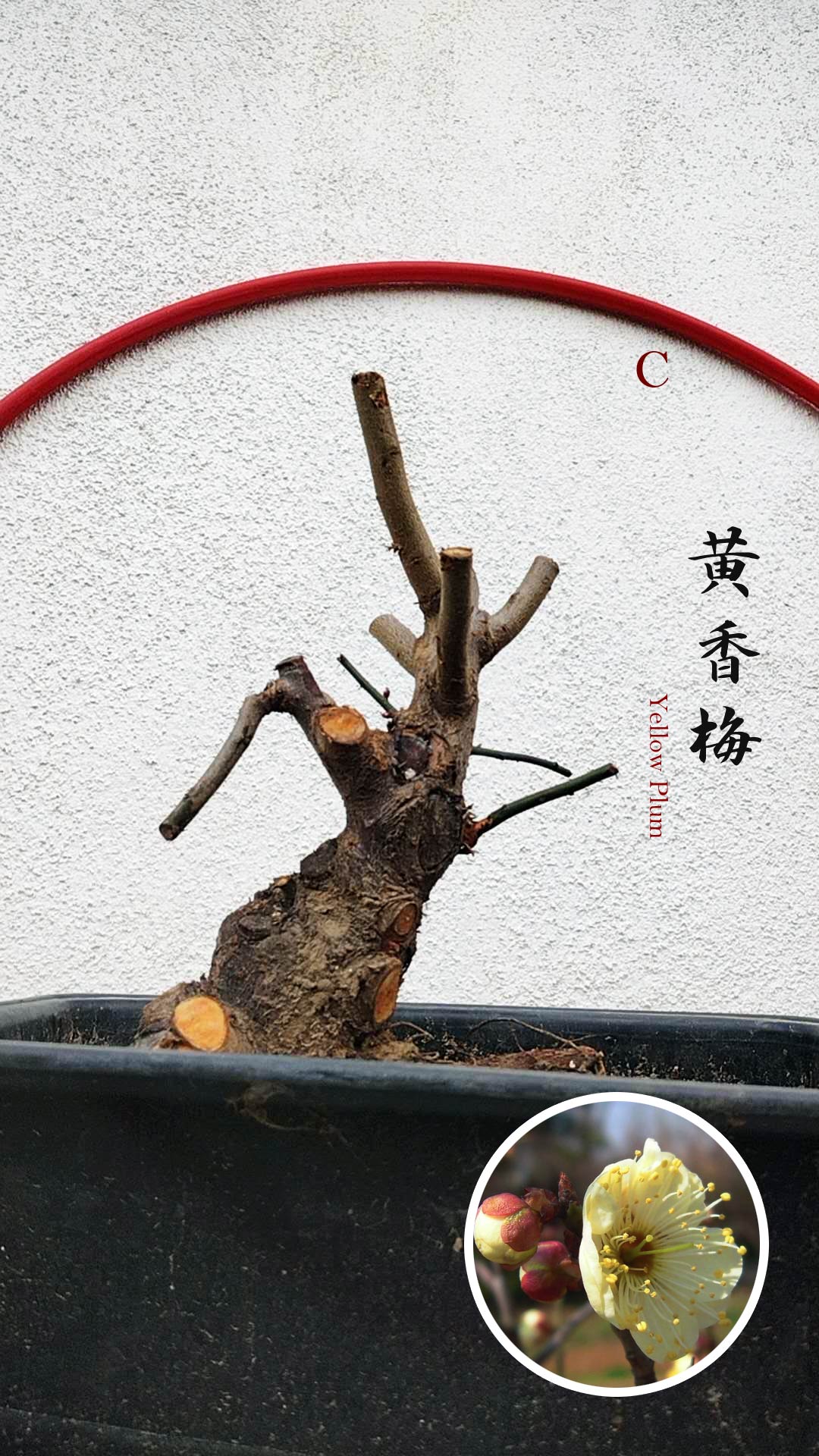 Rare Huang Xiangmei Japanese Apricot Bonsai (Prunus mume) 黄香梅 20+ year old