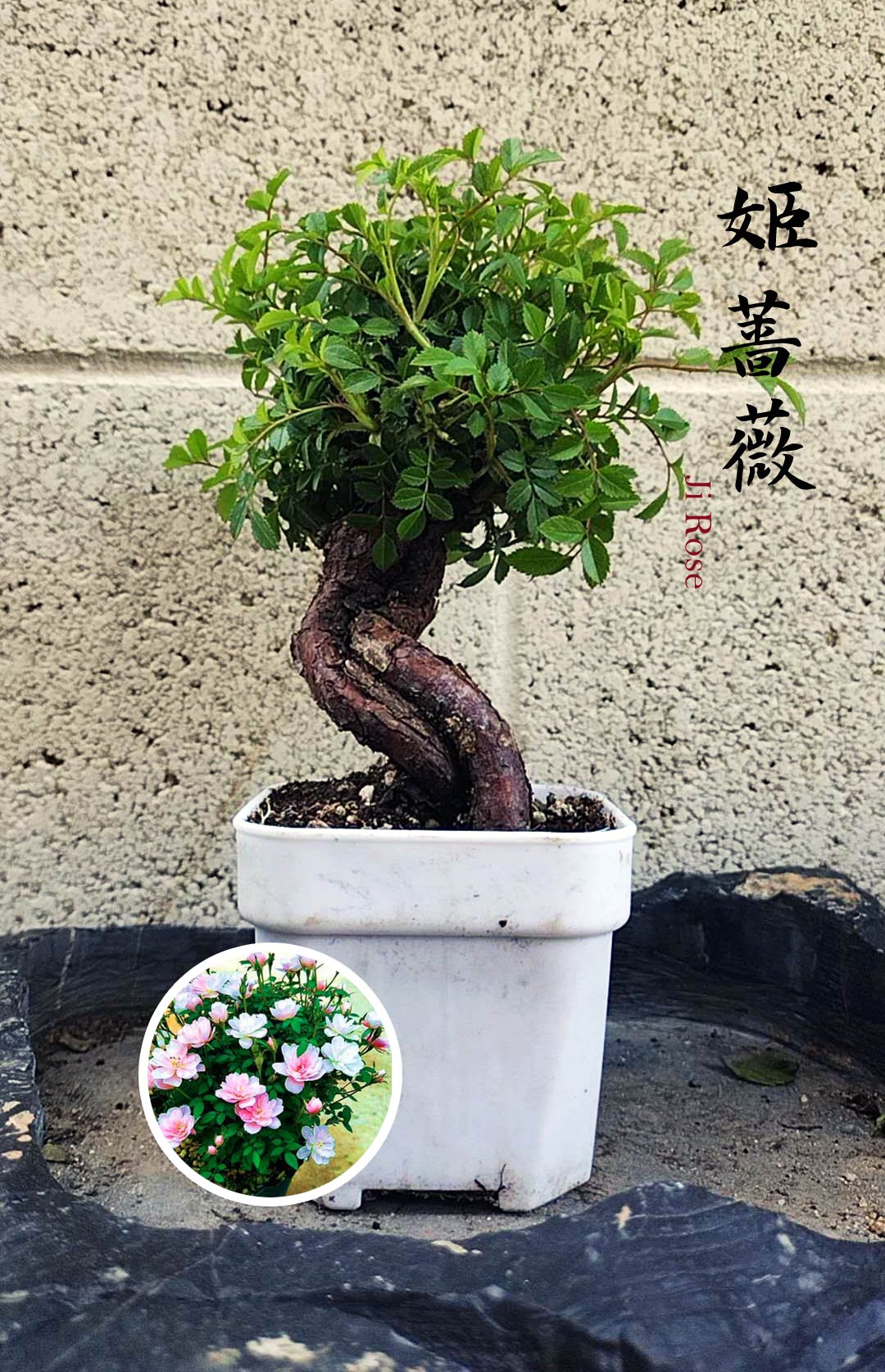bonsai bon Mini cute Ji Rose with white pot 姬蔷薇 迷你可爱盆景 Bonsai Live Green Bonsai Tree  Indoor outdoor Gardening Live Houseplant Home Decor Gift