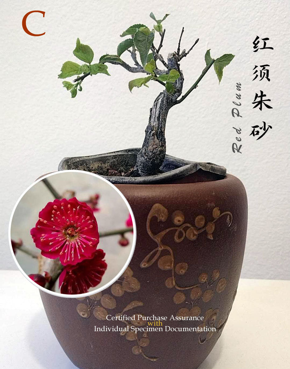 10 years old Bonsai  Plum blossom without buds without pot 红梅 Red plum