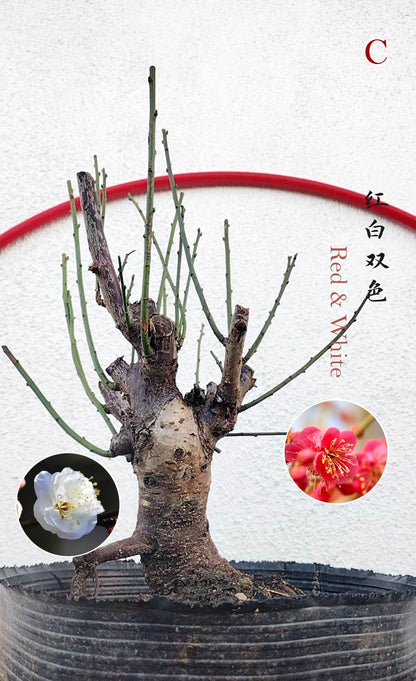 Rare Red white Japanese Apricot Bonsai (Prunus mume) 15+ year old Double Color Grafted