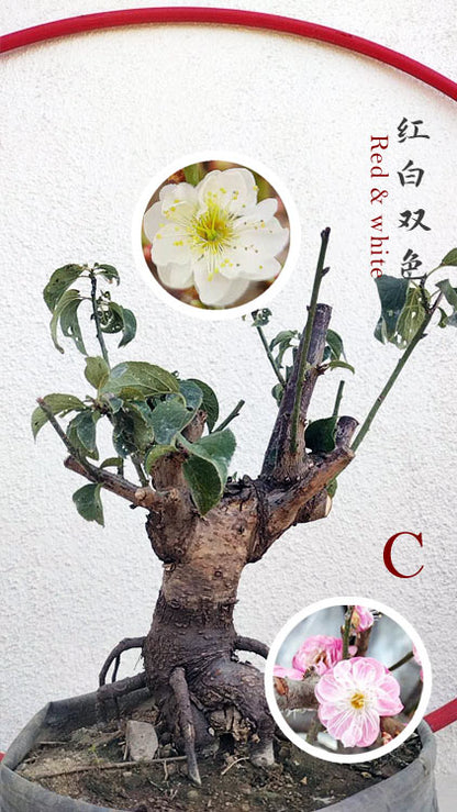 Rare Red-White Japanese Apricot Bonsai (Prunus mume) 15+ Year Old Double Color Grafted CYMUS Orchids Sale