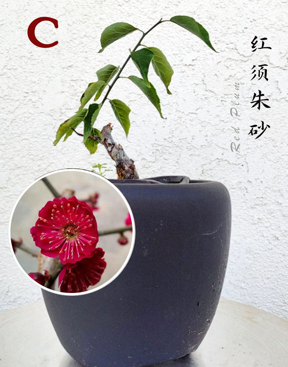 Prunus mume 10 years old Japanese Apricot Bonsai Dwarf Red plum – 12+ Year Old with Buds