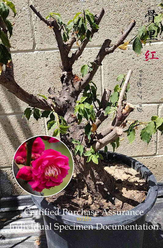 Plum Blossom bonsai without buds  bare root live plant Red Plum Blossom 骨里红 A 16inch
