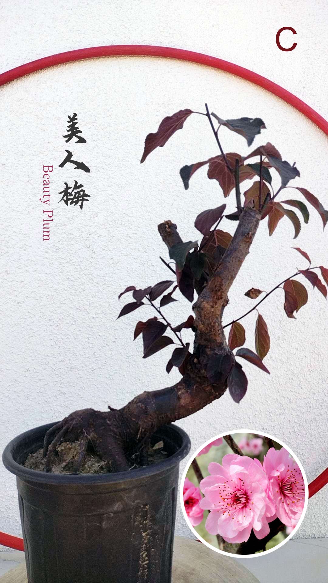 Rare MeiRen Japanese Apricot Bonsai (Prunus mume) with pot  8+ Year Old