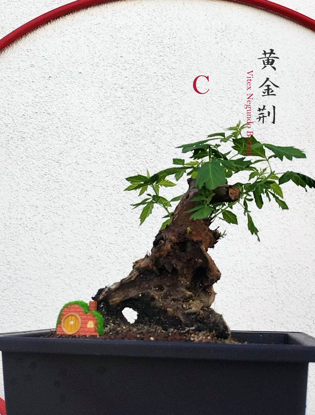 Chinese Chaste Tree Bonsai (Vitex negundo) – Five-Leaved Chaste Tree with pot