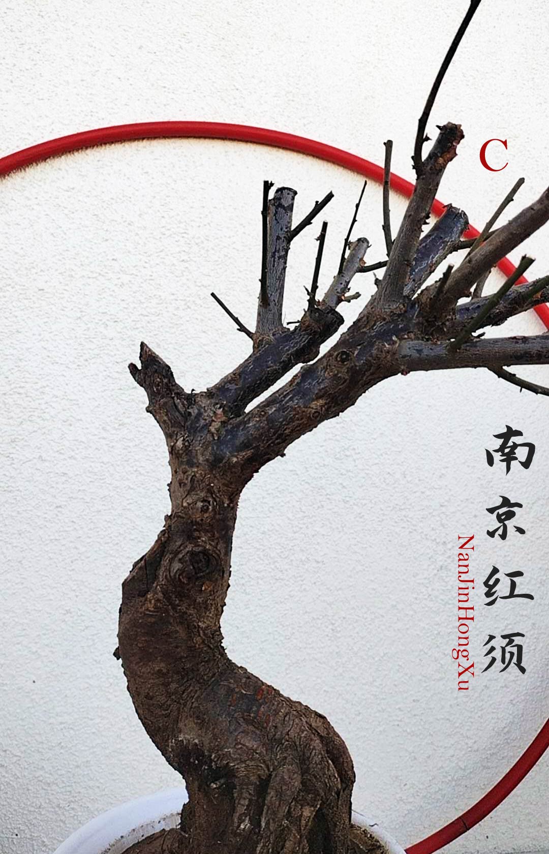 Rare 'NanJingHongXu' Japanese Apricot (Prunus mume)–10+ Year Old