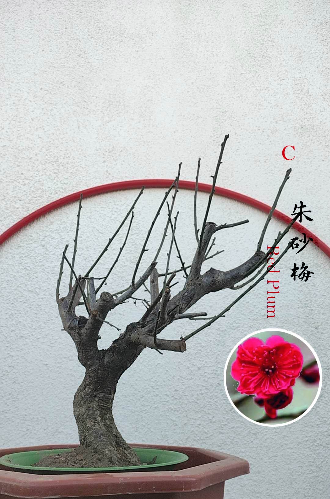 Rare Cinnabar Red Japanese Flowering Apricot (Prunus mume) – 15+ Year Old in Bud