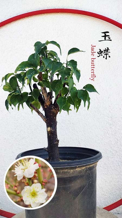 Rare Jade Butterfly Japanese Apricot Bonsai (Prunus mume) – 5+ Year Old