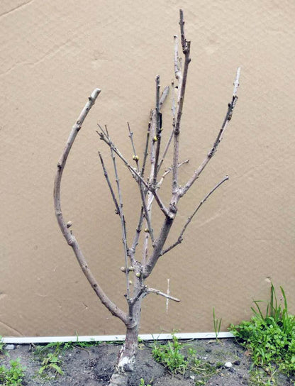 Rare Fragrant Wintersweet Shrub (Chimonanthus praecox) – 8+ Year Old with Winter Buds
