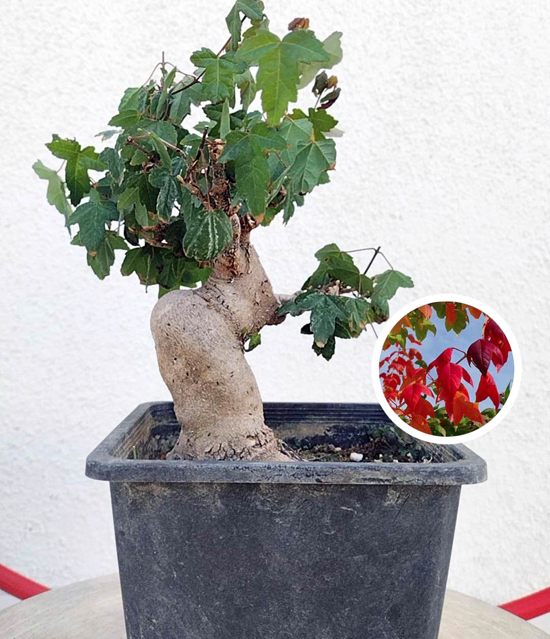Chinese Maple | Jin Dan Zi Bonsai | Calamus | Chinese Elm