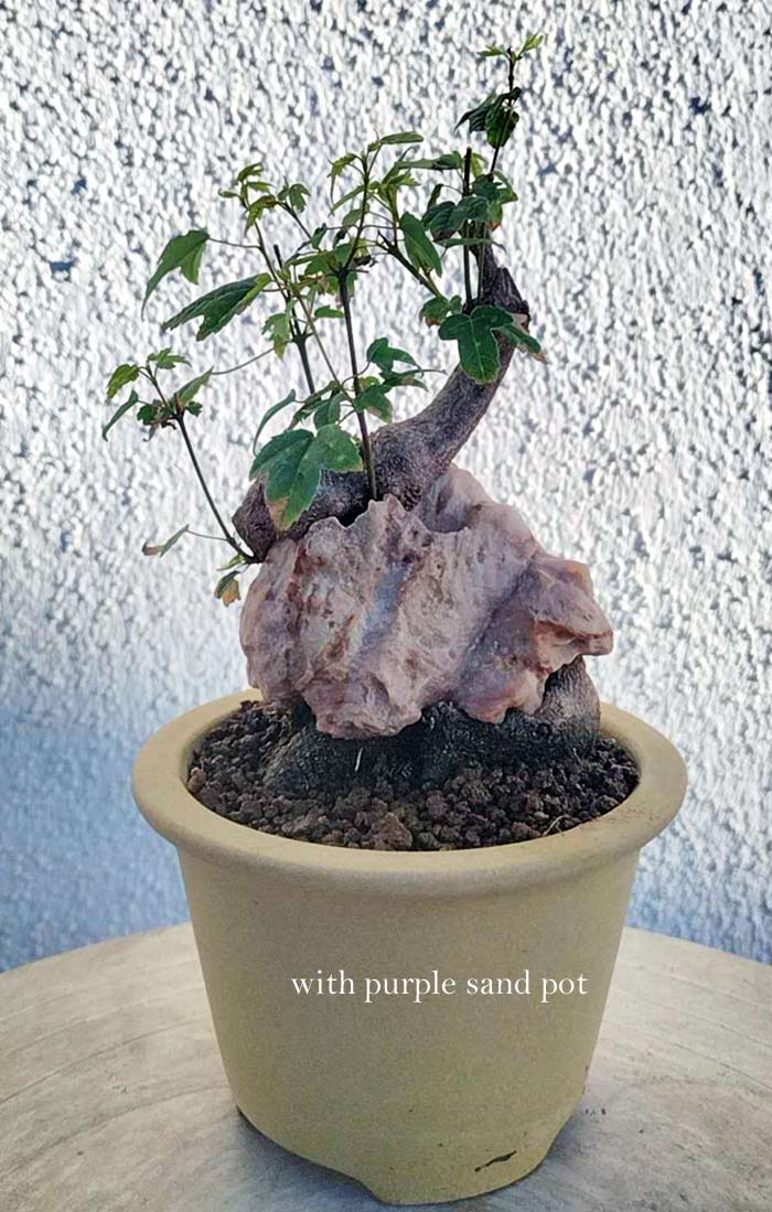 Potted plant with a textured purple sand pot on a light surface with a textured white background