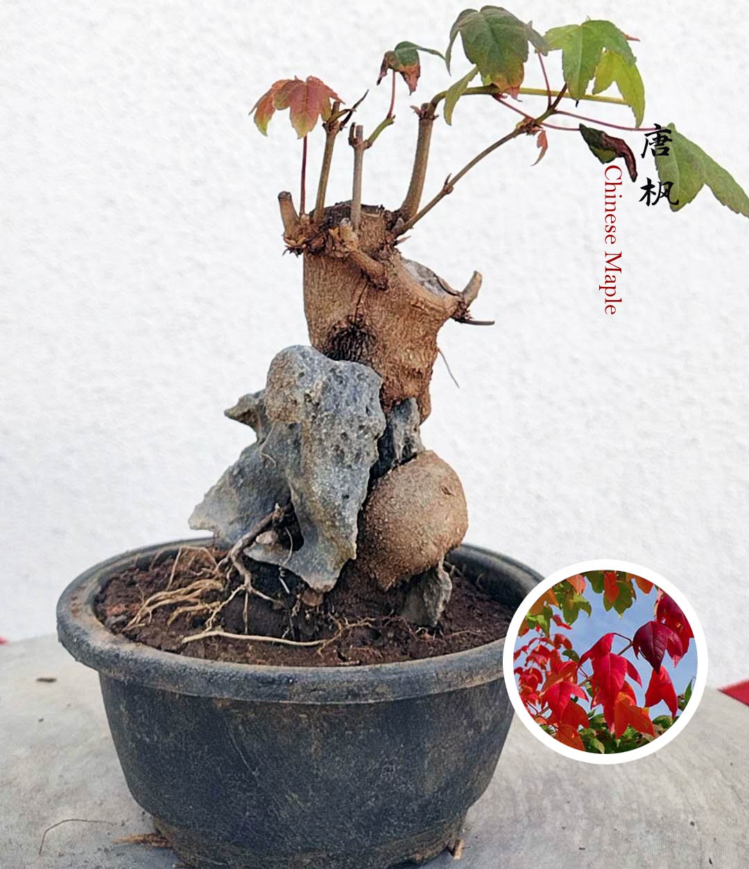 Bonsai tree with a stone base on a white background, featuring Chinese Maple text.