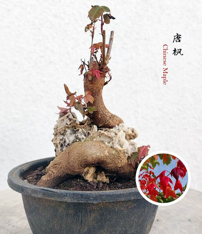 Bonsai tree in a pot with a close-up inset of red leaves on a light gray background
