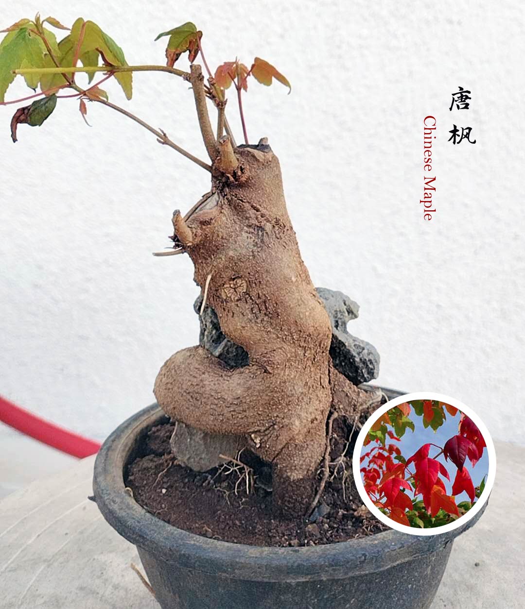 Bonsai tree with a unique root structure in a pot, set against a light background.