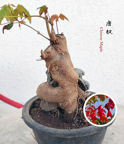 Bonsai tree with a unique root structure in a pot, set against a light background.